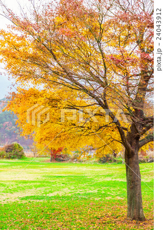 Beautiful Colorful Autumn Leaves Beautiful Colorful Autumn Leaves 24043912