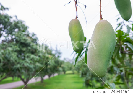Mahachanok mango orchard 24044164