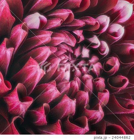 Dark red flower petals, macro of chrysanthemum 24044862
