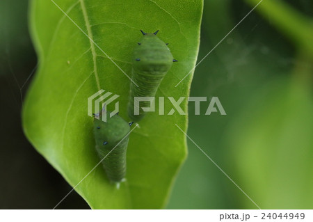 生き物　昆虫　アオスジアゲハ、幼虫は大きくなるにつれて姿を減らします。何処に行ってしまうのでしょう？ 24044949