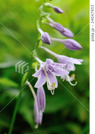 ギボウシ.1 24047955