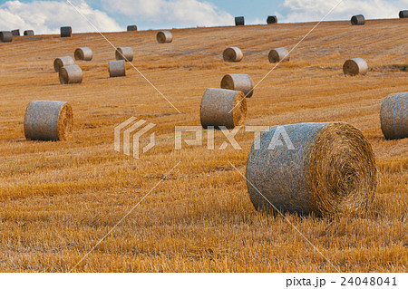 harvested field with straw bales in summer harvested field with straw bales in summer 24048041