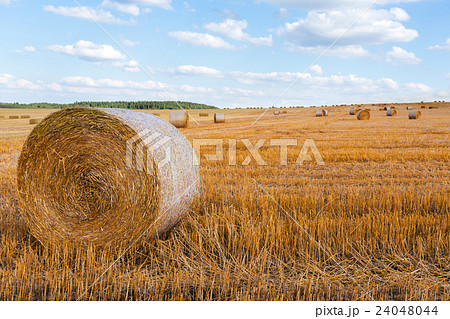 harvested field with straw bales in summer 24048044