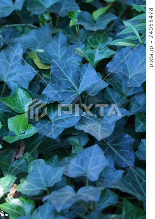 オカメ蔦　別名カナリーキヅタと呼ばれています。 24055478