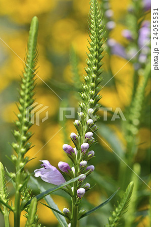 ハナトラノオ(花虎の尾) ハナトラノオ(花虎の尾) 24055531