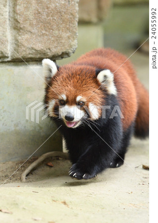 レッサーパンダ レッサーパンダ 24055992