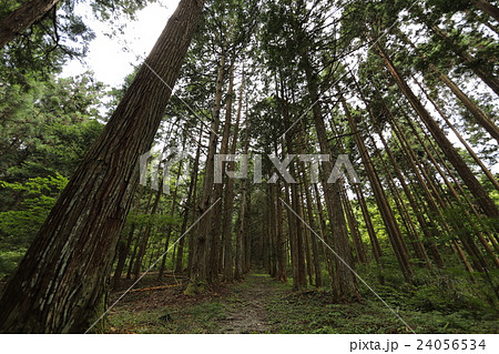 伊賀良神社の参道並木 24056534