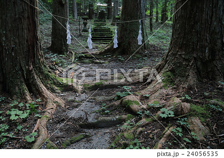 伊賀良神社の夫婦桧 伊賀良神社の夫婦桧 24056535
