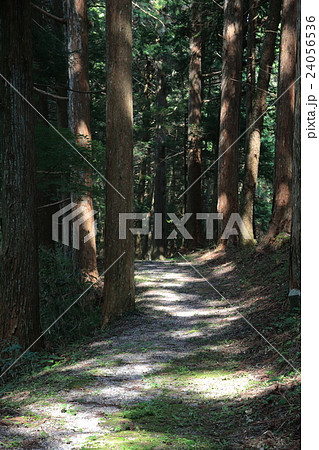 伊賀良神社参道の木漏れ日 24056536