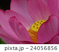 蓮 24056856