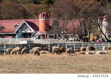 神奈川県愛川町服部牧場のサイロと羊の群れ Flo 24057529