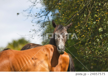 The wild foals 24057575