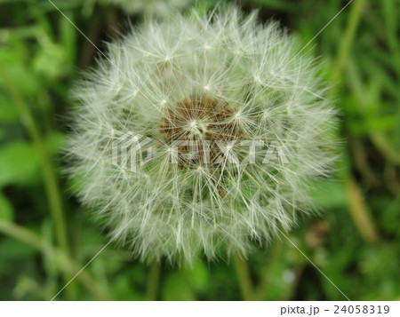 たんぽぽ 綿毛 たんぽぽ 綿毛 24058319