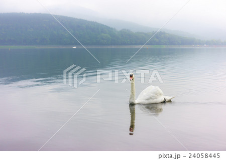 山中湖の白鳥 山中湖の白鳥 24058445
