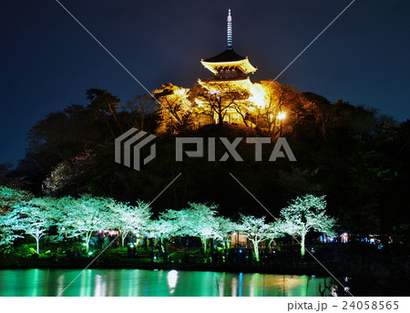 横浜市 三渓園 外苑 大池 旧燈明寺三重塔 重要文化財 夜桜 ライトアップ 神奈川県の写真素材