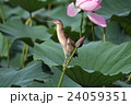 ヨシゴイ：ヨシゴイ　蓮の葉の上で狩りの準備 24059351