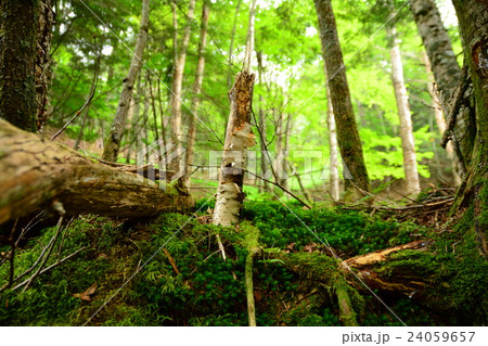 高山の森林 24059657