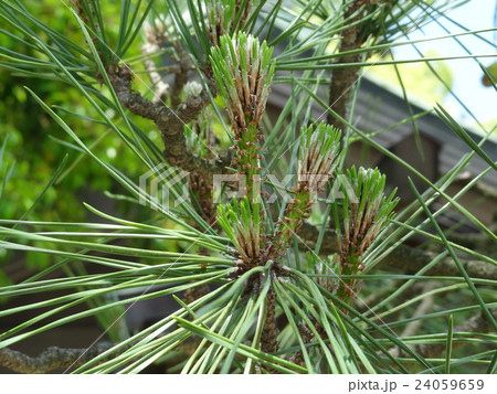 植物 24059659