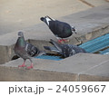カラス 24059667
