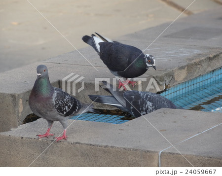 カラス 24059667