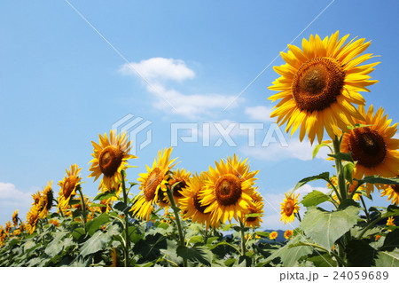 夏の花 ひまわりの写真素材