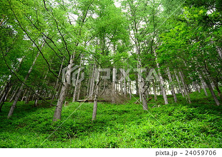 高山の森林 24059706