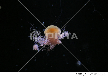 水槽のクラゲ 24059896