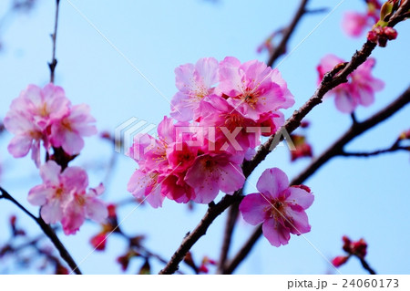 寒桜/サクラ 下田公園 (静岡県 下田市 ) 伊豆半島 寒桜/サクラ 下田公園 (静岡県 下田市 ) 伊豆半島 24060173