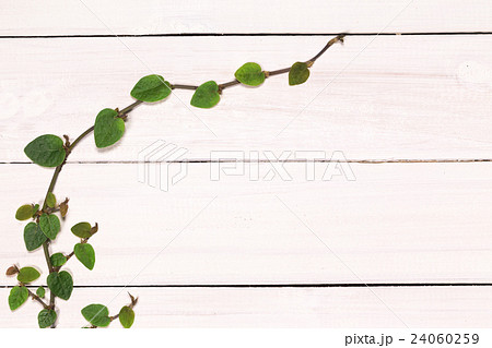 白い板壁とつる植物の葉の写真素材