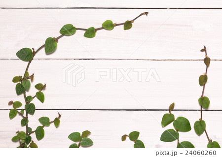 白い板壁とつる植物の葉の写真素材