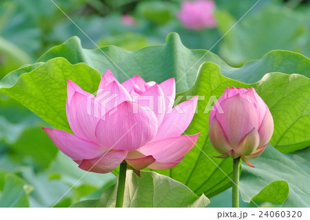 蓮の花（１） 24060320