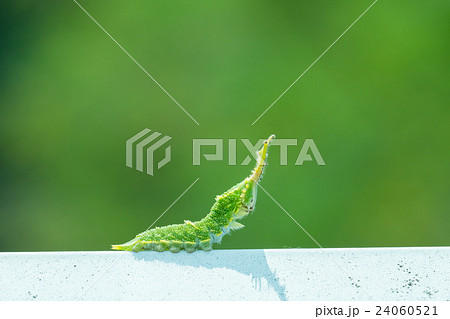 オオムラサキだと思われる幼虫 日本の国蝶 幼虫 変わった形状の芋虫 イモムシ オオムラサキだと思われる幼虫 日本の国蝶 幼虫 変わった形状の芋虫 イモムシ 24060521