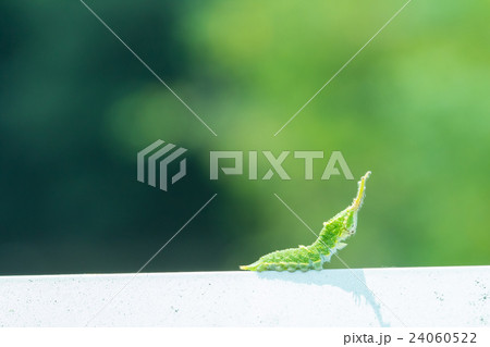 オオムラサキだと思われる幼虫　日本の国蝶　幼虫　変わった形状の芋虫　イモムシ 24060522