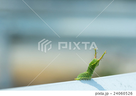 オオムラサキだと思われる幼虫 日本の国蝶 幼虫 変わった形状の芋虫 イモムシの写真素材