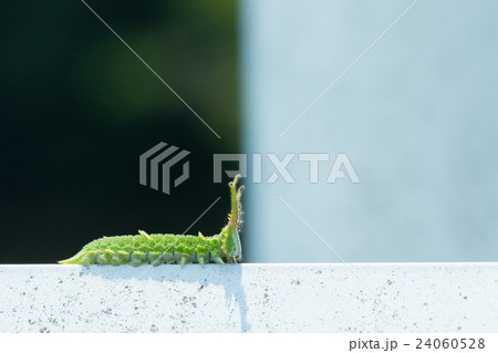 オオムラサキだと思われる幼虫　日本の国蝶　幼虫　変わった形状の芋虫　イモムシ 24060528