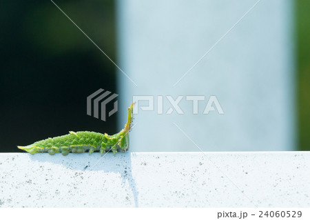 オオムラサキだと思われる幼虫　日本の国蝶　幼虫　変わった形状の芋虫　イモムシ 24060529