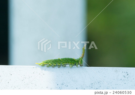 オオムラサキだと思われる幼虫　日本の国蝶　幼虫　変わった形状の芋虫　イモムシ 24060530