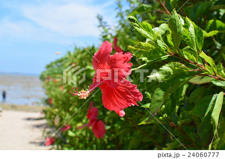 由布島のハイビスカス 由布島のハイビスカス 24060777
