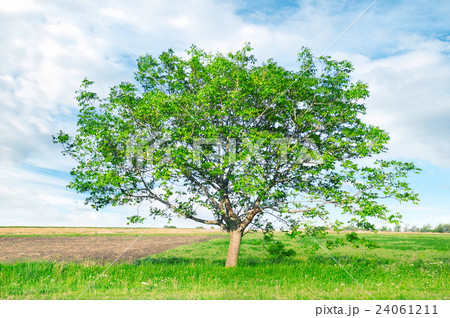 European walnut (Juglans regia) 24061211