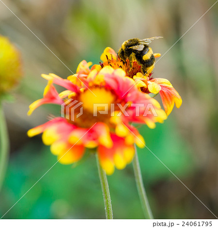 Bumblebee pollinating a flower Bumblebee pollinating a flower 24061795