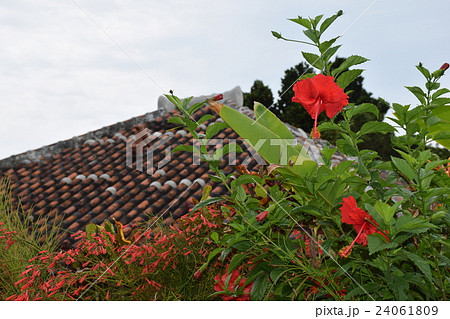 ハイビスカスと赤瓦 24061809