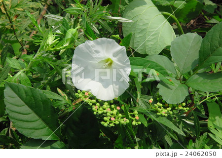 野の花「ヒルガオ:シロ」河川敷:大阪府枚方市 野の花「ヒルガオ:シロ」河川敷:大阪府枚方市 24062050