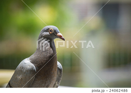 close up pigeon birds with blurry background 24062486
