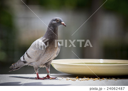 full body of young speed racing pigeon bird 24062487