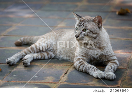 Tomcat Looking at something 24063640