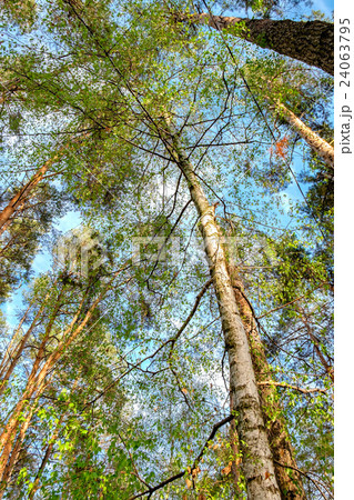Mixed deciduous-coniferous forest Mixed deciduous-coniferous forest 24063795