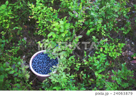 Bucket of blue berries near berry bush in forest Bucket of blue berries near berry bush in forest 24063879