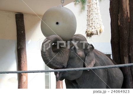 elephant with ball on the head at the zoo  24064923