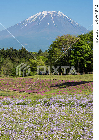 本栖ハイランドの芝桜と富士山 24064942