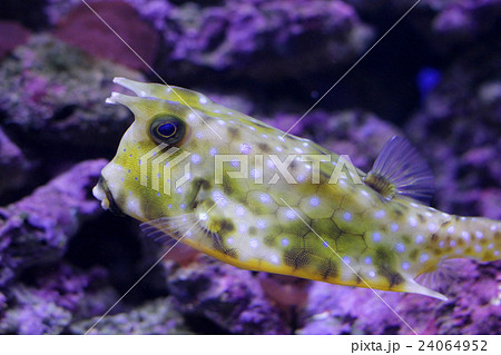 cow fish in aquarium cow fish in aquarium 24064952